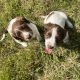 Springer Spaniel puppies