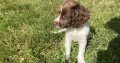 Springer Spaniel puppies
