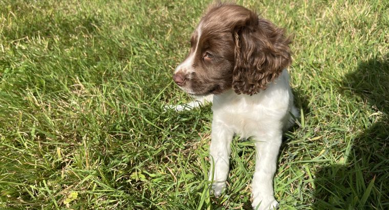 Springer Spaniel puppies