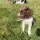 Springer Spaniel puppies