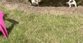 Springer Spaniel puppies