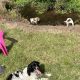 Springer Spaniel puppies