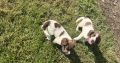 Springer Spaniel puppies
