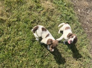 Springer Spaniel puppies