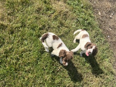 Springer Spaniel puppies