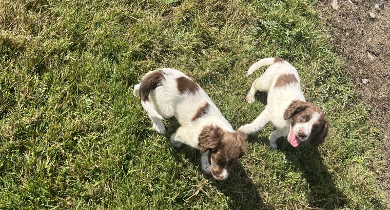 Springer Spaniel puppies