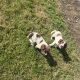 Springer Spaniel puppies