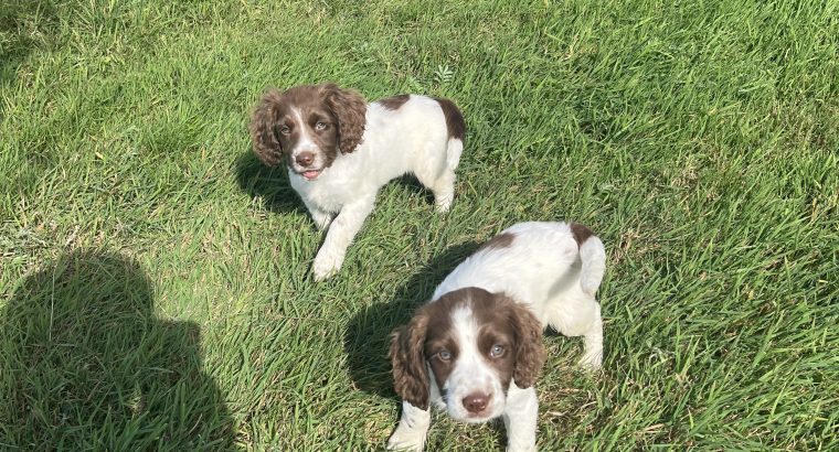 Springer Spaniel puppies
