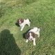 Springer Spaniel puppies