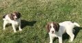 Springer Spaniel puppies
