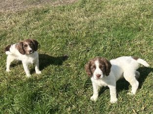 Springer Spaniel puppies