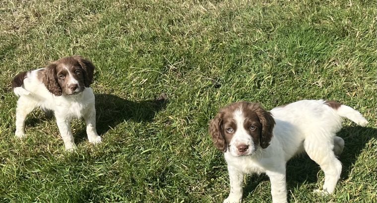 Springer Spaniel puppies