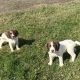 Springer Spaniel puppies