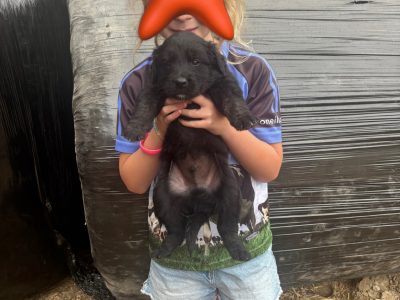 Collie pups for sale