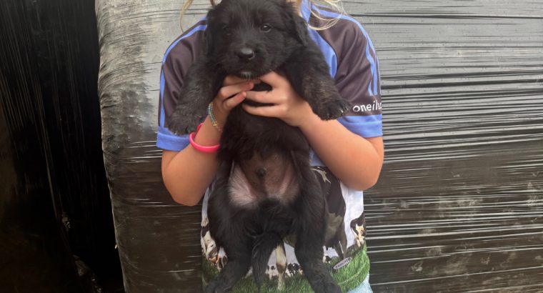 Collie pups for sale