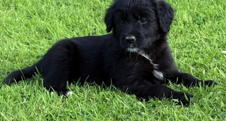 Collie pups for sale