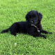 Collie pups for sale