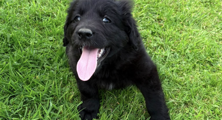 Collie pups for sale