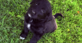 Collie pups for sale
