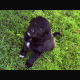 Collie pups for sale