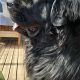9 week old newfoundland