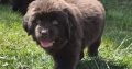 9 week old newfoundland