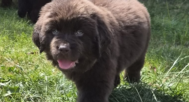 9 week old newfoundland