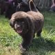 9 week old newfoundland
