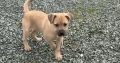 Jack russell pup for sale