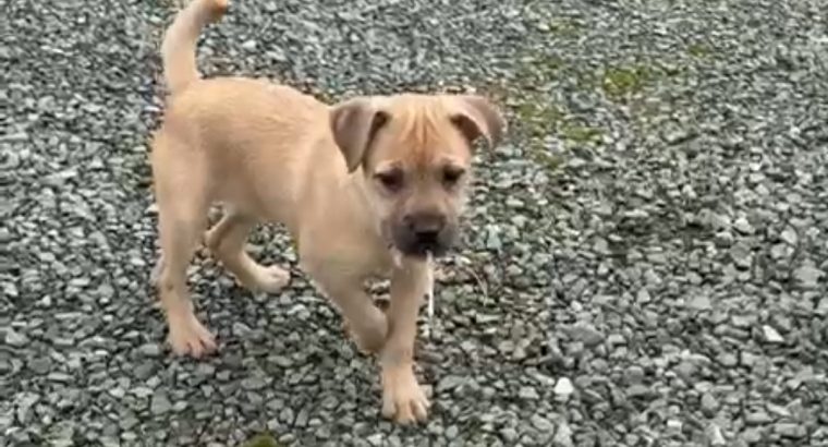 Jack russell pup for sale
