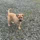 Jack russell pup for sale