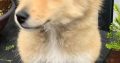 Shetland sheepdog male puppy