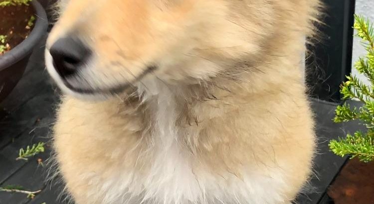 Shetland sheepdog male puppy