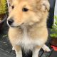 Shetland sheepdog male puppy