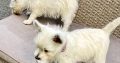 West Highland Terriers