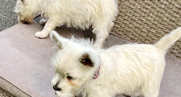 West Highland Terriers