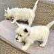 West Highland Terriers