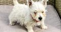 West Highland Terriers