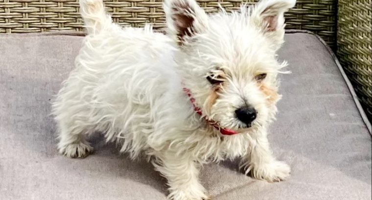 West Highland Terriers