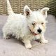 West Highland Terriers