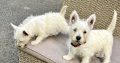 West Highland Terriers