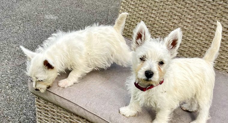 West Highland Terriers