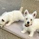 West Highland Terriers