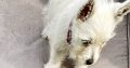 West Highland Terriers