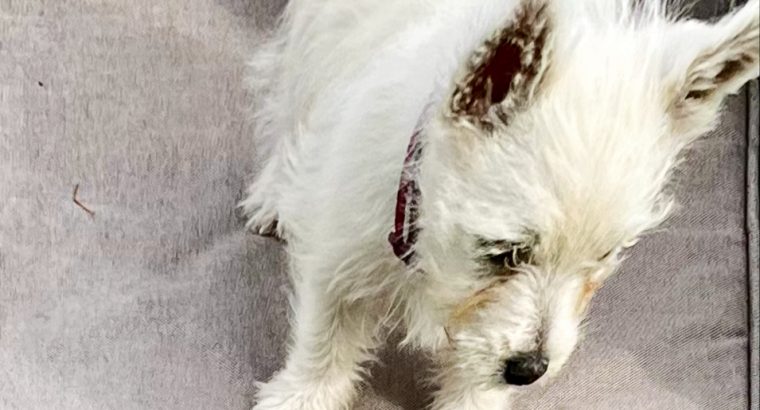 West Highland Terriers