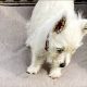 West Highland Terriers
