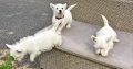 West Highland Terriers