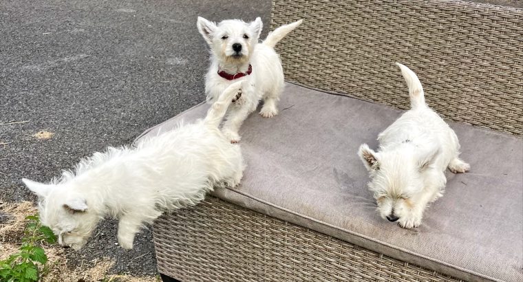 West Highland Terriers