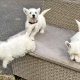 West Highland Terriers