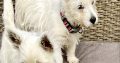 West Highland Terriers